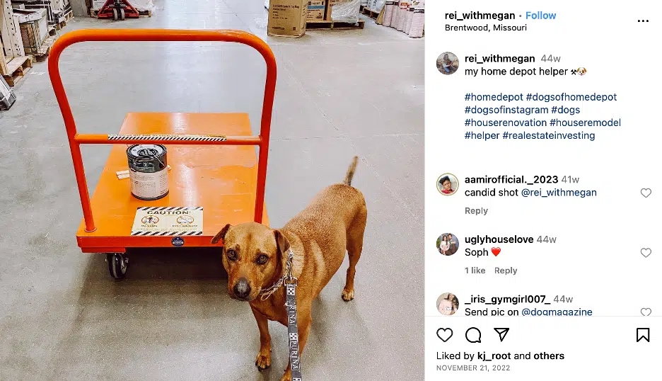 Home goods deals dog friendly